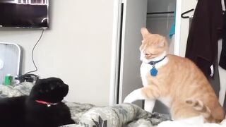 Fastest Cats Fighting