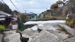 The rusty cat I met on the stairs in the fishing port town is too cute.