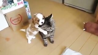 Kid Dog Playing With Cat