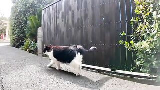 I followed the cat patrol in the back alleys of Cat Island.