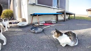 The time before the last ferry is time for the cats to eat.