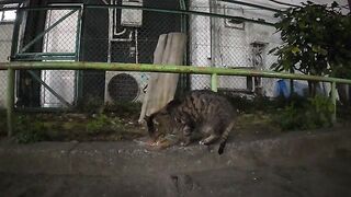 In the park at night, a cat receives and eats crunchy food