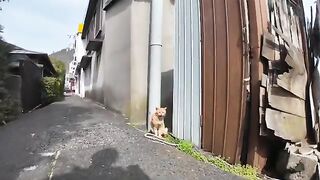 A brown tabby cat was wary of a rival cat coming from far away, but was also targeted from behind by another cat.