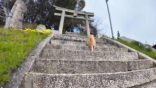 It's fun to be greeted by a cat when you go up the stairs of the shrine on the hill.