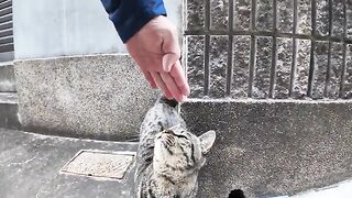 The cat in the fishing port is so cute that it stretches up and gets stroked.