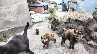 While walking through the back alleys of a fishing port town, I was surrounded by an army of rusty cats.