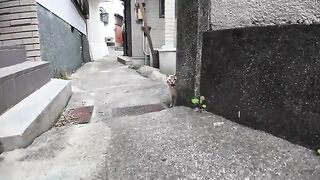 A stray cat in a fishing port town who wants to be petted but is too shy to be petted is too cute