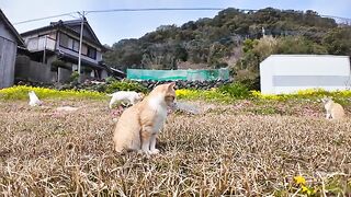 Seeing cats playing in the flower gardens of Cat Island is soothing.