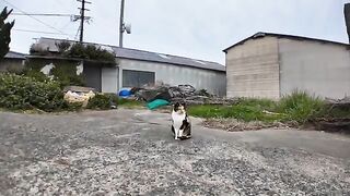 When you sit on the breakwater on Cat Island, it's fun to see a cat sitting next to you.