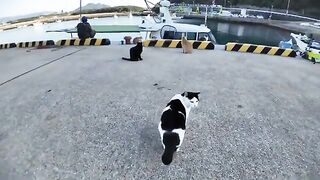 At the fishing port in the evening, cats gather to get fish from the returning fishing boat