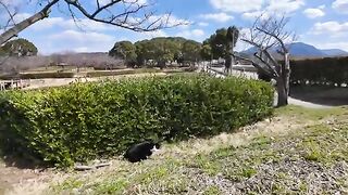 When I sat down on the bench, a bee-tailed cat who was on the grass in the park came to sit next to me.