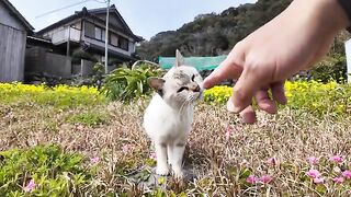 The gathering of cats in the flower garden on Nekojima is so much fun