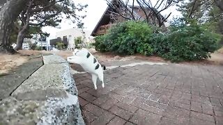 When I was sitting in a park near the coast, a cat came running towards me.