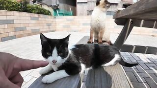 It's fun to sit at a table in the plaza at the port of Cat Island and cats will gather around you.