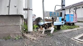 Calico cat fishing port patrol