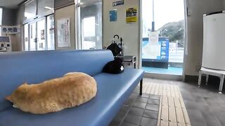 Ferry canceled today due to high waves. The waiting room was a cat cafe.