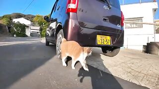 When I arrived at Cat Island and went to the shrine, a cat followed me.