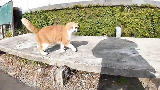 If you sit on a stone bench near the port of Cat Island, a cat will come to you.