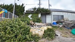 A calico cat came out from a storage room at the fishing port to be mofued.