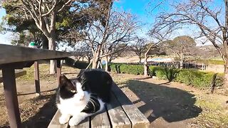 I've been petting the cats relaxing on the park bench.