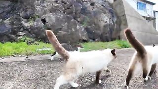 I walked to the breakwater of the fishing port with all the cats on the island.