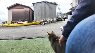 A cat gets angry at a cat being petted while sitting on a human's lap