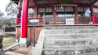 Cats taking shelter from the rain at a shrine