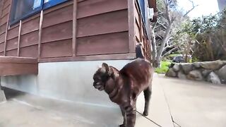 When you arrive at Cat Island and get off the ferry, you will receive a warm welcome from the cats at the port.