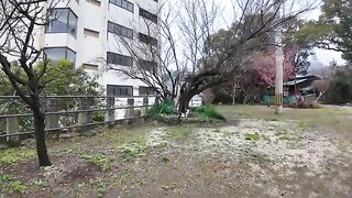 A cat aiming for a pigeon from behind a tree, the expression on his face when he failed was so cute