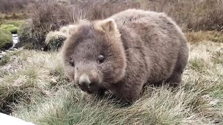 The best Wombat.