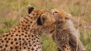 Leopard Cub Run.