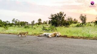 Lion Cub Pushes Dad s Buttons.