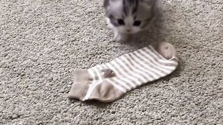 Cute kitten video!