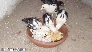 Best Food For Chicks