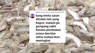 Cara agar ikan lele gak gampang sakit dan makan lahap dimusim hujan