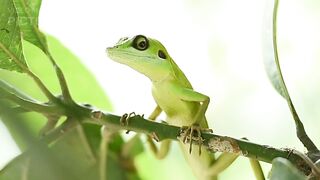 In the Heart of the Australian Outback_ A Frilled Lizard’s