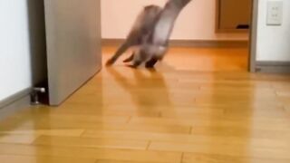 Funniest cats and dogs videos ????