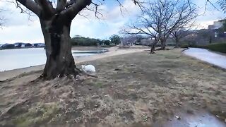 The cat in the park who runs to me when he sees my face is so cute