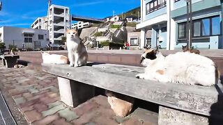 The bench in front of the Cat Island Community Center is an outdoor cat cafe.