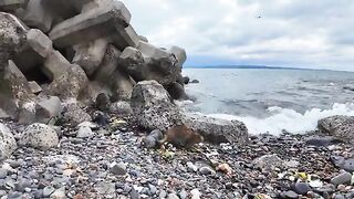 Stray cats collect trash on the beach under the waves