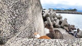 A small group of stray cats eat crunchy food under the breakwater