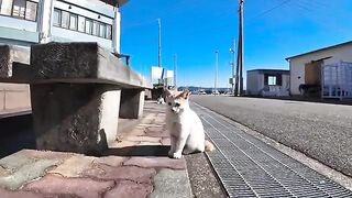 The kitten in front of the community center on Cat Island is too cute.