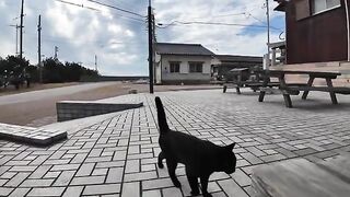 While I was sitting at a table in Cat Island Square, I was annoyed by a black cat.