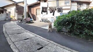 If you approach the stone bench near the fishing port, the cats will gather and it will be fun.