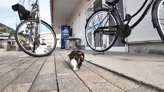 A cute calico kitten collects cat litter and plays with it