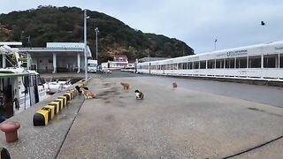 Cats get fish from fishermen in the fishing port after the rain