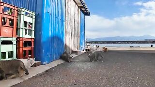 A stray cat eats a fish and shows its penis.