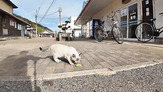 The cat collects cat litter and tries to play with it himself