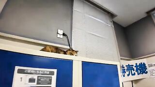 The tabby cat, which was lying on the locker, came down and sat next to me.