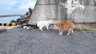 It's funny to say "gogogogo" when cats are fighting.